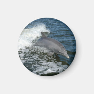Bottlenose Dolphin Magnet