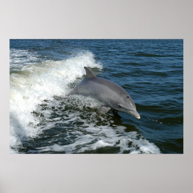 Bottlenose Dolphin Poster (Vorne)