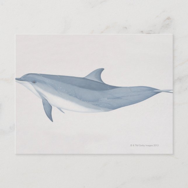 Bottlenose Dolphin Postkarte (Vorderseite)