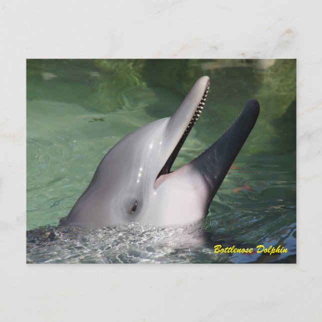 Bottlenose Dolphin Postkarte (Vorderseite)