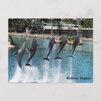 Bottlenose Dolphin Postkarte