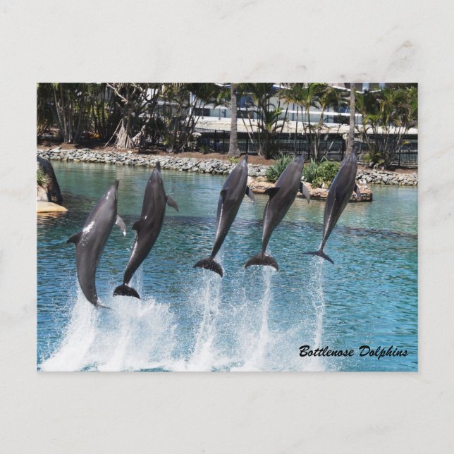 Bottlenose Dolphin Postkarte (Vorderseite)