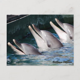 Bottlenose Dolphin Postkarte