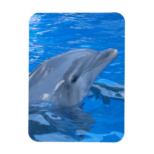 Bottlenose Dolphin Premium Magnet (Vertikal)