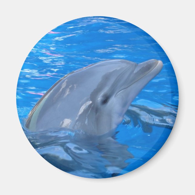 Bottlenose Dolphin Round Magnet (Vorne)