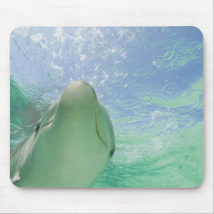 Bottlenose Dolphins Tursiops truncatus) Mousepad