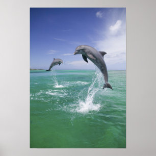 Bottlenose Dolphins Tursiops truncatus Poster