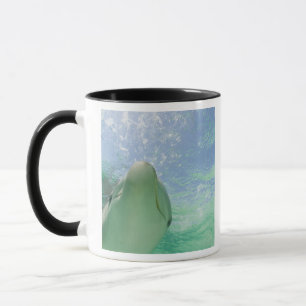 Bottlenose Dolphins Tursiops truncatus) Tasse