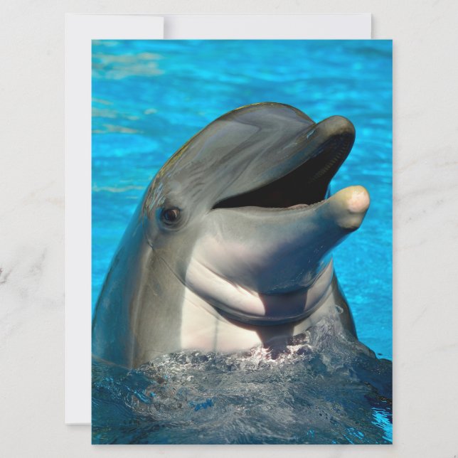 Bottlenose Feiertagskarte (Vorderseite)