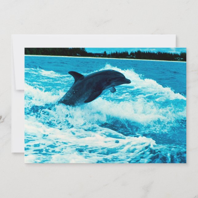 Bottlenose (Tursiops truncatus), Bahama is (Vorderseite)