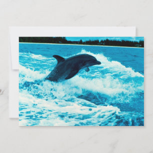 Bottlenose (Tursiops truncatus), Bahama is