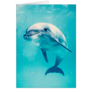 Bottlenosed Delphin Unterwasser