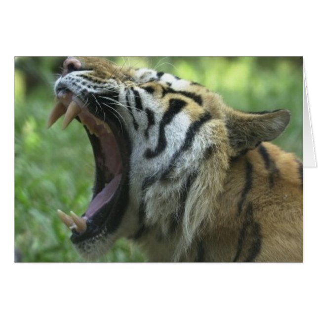 Bouche de tigre (Devant horizontal)