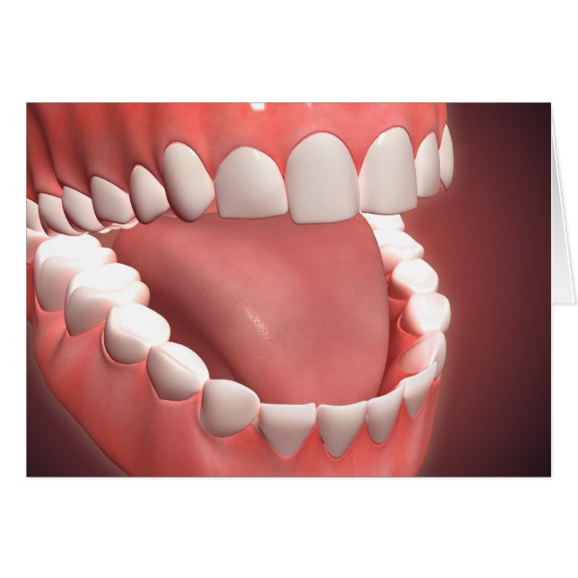 Bouche Humaine Ouverte, Montrant Dents, Gums Et La (Devant horizontal)