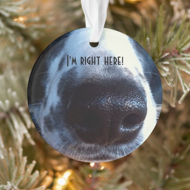 Boucle Mon nez Bordure Collie Heeler Secourir Phot (Arbre)