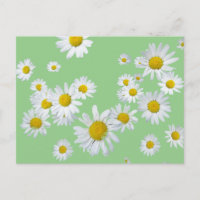 Boue De Marguerite Blanche. Carte postale do-it-yo