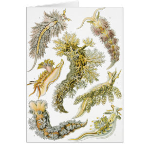 Boues de mer par Ernst Haeckel, Nudibranchia Vinta