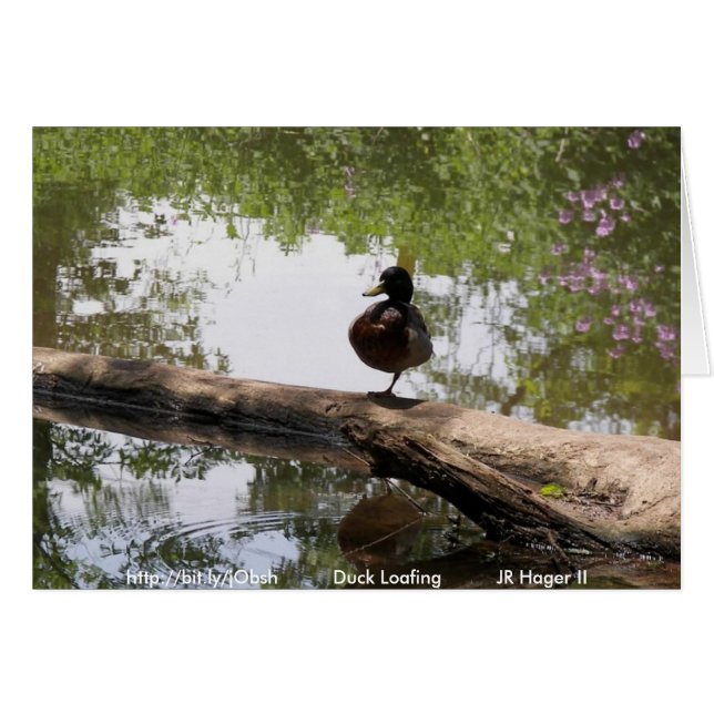 Bouffée de canard (Devant Horizontal)