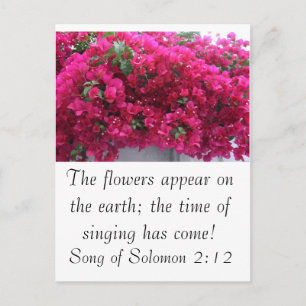 Bougainvilla - Schrift: Solomonensong 2:12 Postkarte