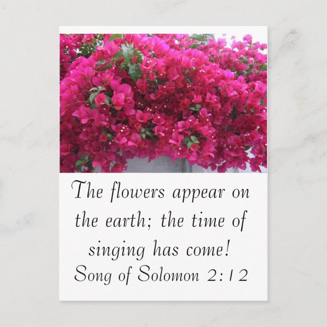 Bougainvilla - Schrift: Solomonensong 2:12 Postkarte (Vorderseite)
