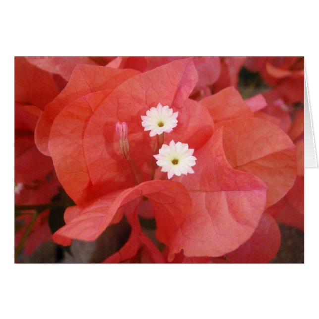 Bougainvillea-Blume (Vorderseite (Horizontal))