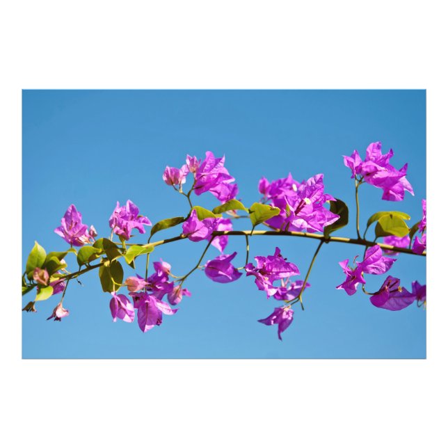 Bougainvillea-Blume Fotodruck (Vorne)