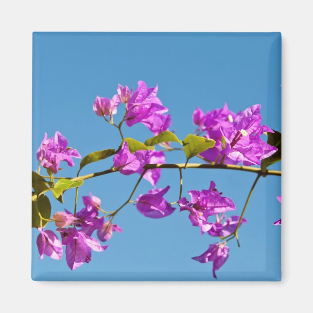 Bougainvillea-Blume Magnet (Vorne)