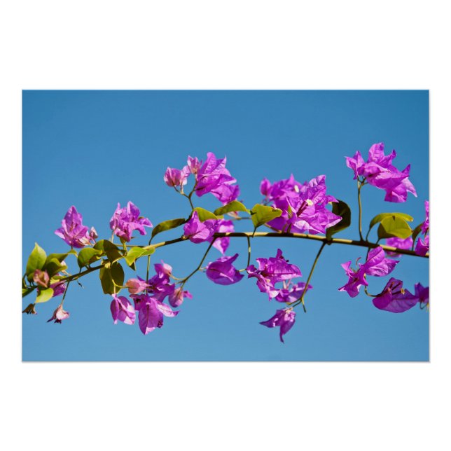Bougainvillea-Blume Poster (Vorderseite)