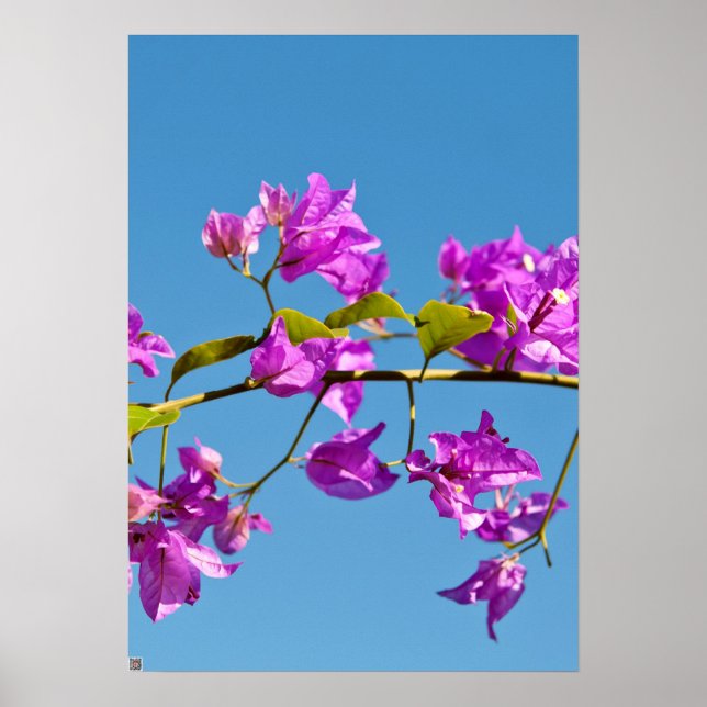 Bougainvillea-Blume Poster (Vorne)