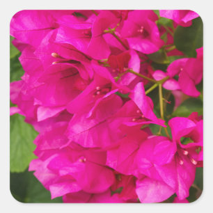 Bougainvillea Blumenkleber Quadratischer Aufkleber