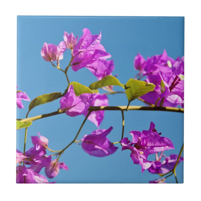Bougainvillea-Blüten Fliese (Vorderseite)