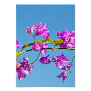 Bougainvillea-Blüten Fotodruck