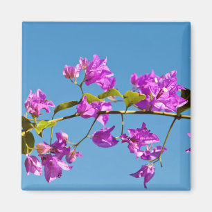 Bougainvillea-Blüten Magnet