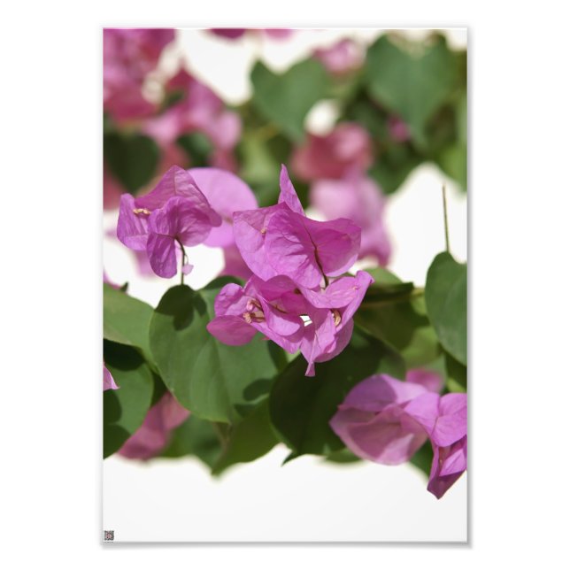 Bougainvillea Fotodruck (Vorne)