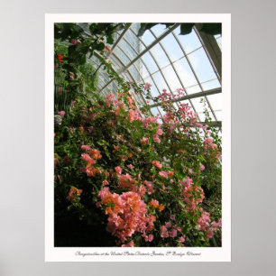 Bougainvillea im United States Botanic Garden Poster