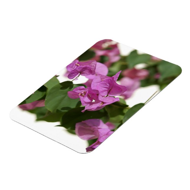 Bougainvillea Magnet (Linke Seite)