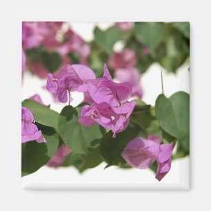 Bougainvillea Magnet