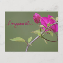 Bougainvillea Pink Elegant Australien Postkarte