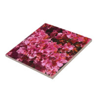 Bougainvillea Pink Tropical Vining Shrub Foto