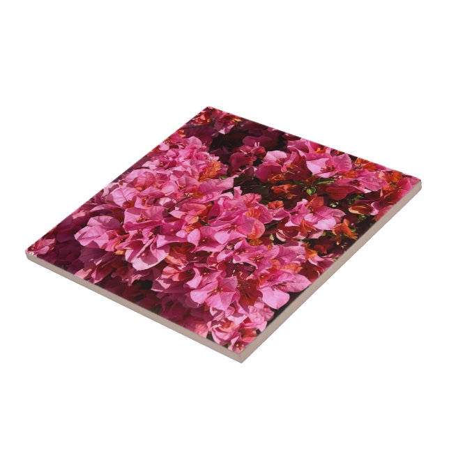 Bougainvillea Pink Tropical Vining Shrub Foto Fliese (Seite)