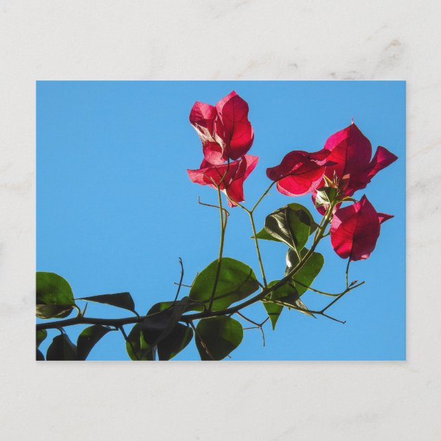 Bougainvillea Postcard Postkarte (Vorderseite)