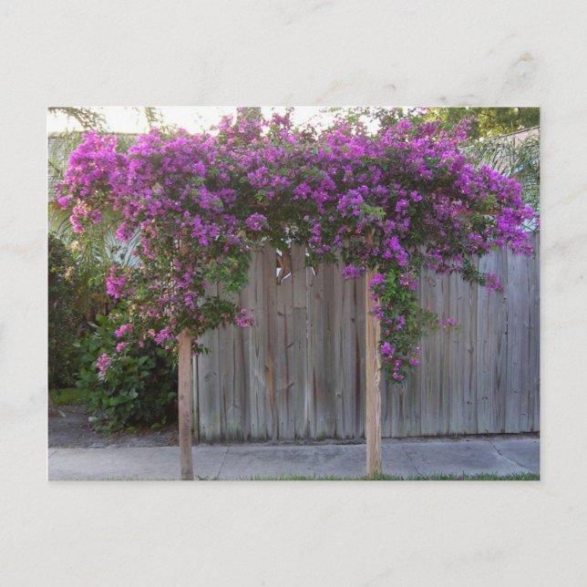 Bougainvillea Postcard Postkarte (Vorderseite)