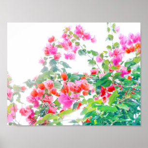 Bougainvillea Poster
