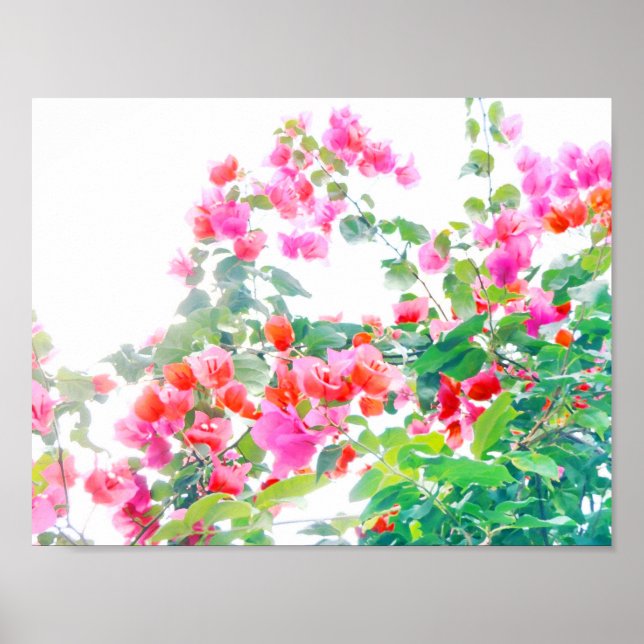 Bougainvillea Poster (Vorne)