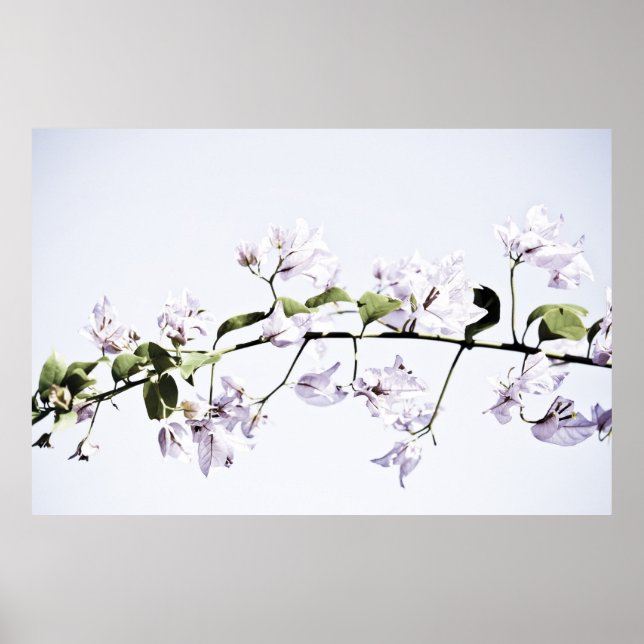 Bougainvillea Poster (Vorne)
