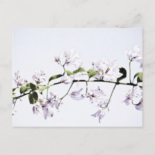 Bougainvillea Postkarte