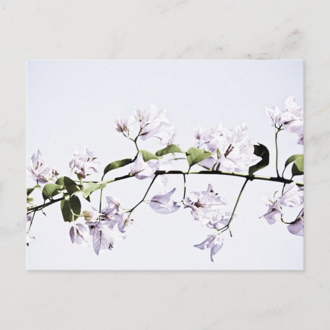 Bougainvillea Postkarte (Vorderseite)