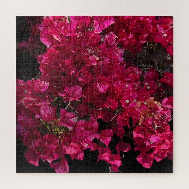 Bougainvillea Red Tropical Vining Shrub Foto (Vertikal)