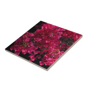Bougainvillea Red Tropical Vining Shrub Foto Fliese