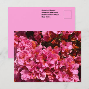 Bougainvillea Rosa Tropischer Kletterstrauch Foto Postkarte
